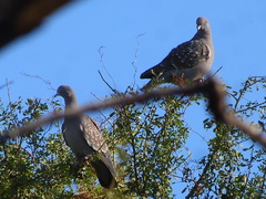 Patagioenas maculosa