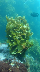 Parma alboscapularis