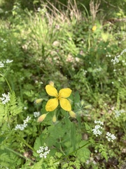 Chelidonium majus