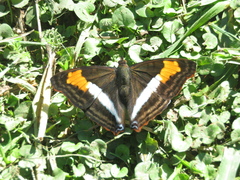 Doxocopa laurentia laurentia