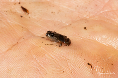 Microbatrachella capensis