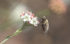Aphoebantus chilensis