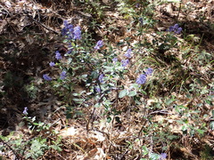 Ceanothus tomentosus tomentosus