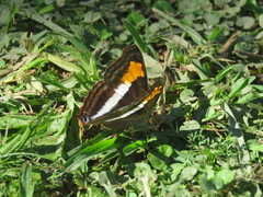 Doxocopa laurentia laurentia