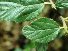 Ceanothus tomentosus tomentosus