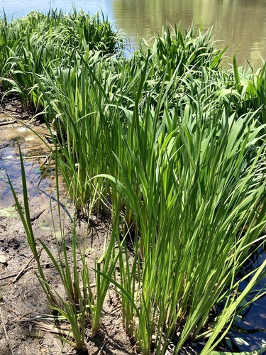 Acorus calamus iNat (2)