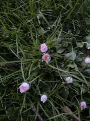Bellis perennis