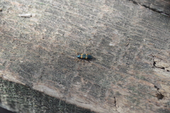 Strongylium testaceotibiale