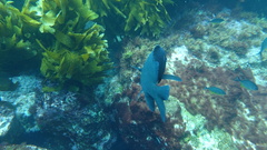 Parma alboscapularis