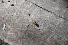 Strongylium testaceotibiale