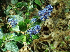 Ceanothus tomentosus tomentosus