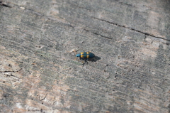 Strongylium testaceotibiale