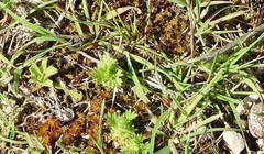 Alchemilla cornucopioides