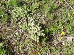 Teucrium gnaphalodes