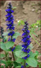 Ajuga