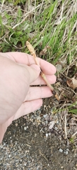 Equisetum arvense image