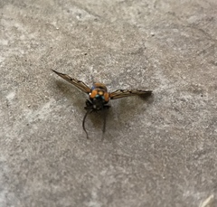 Gymnelia ethodaea