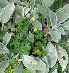 Oxalis