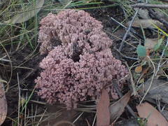 Ramaria botrytoides
