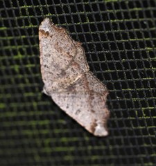 Dissomorphia australiaria