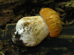 Boletus variipes