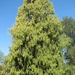 Chinese Weeping Cypress - Photo (c) Melburnian, some rights reserved (CC BY-SA)