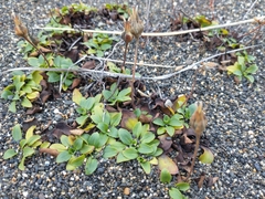 Calceolaria uniflora