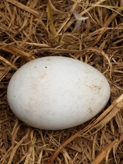 Cerorhinca monocerata