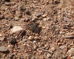 Conophorus fenestratus