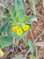 Lithospermum californicum