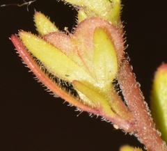 Veronica verna