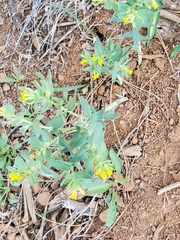 Lithospermum californicum