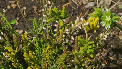 Angiospermae