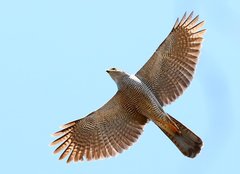 Accipiter henstii