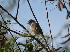 Serpophaga griseicapilla