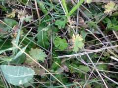 Geranium molle