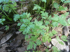 Dicentra formosa