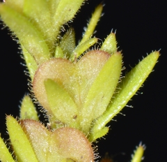 Veronica verna