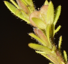 Veronica verna