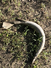 Lepisosteus platostomus