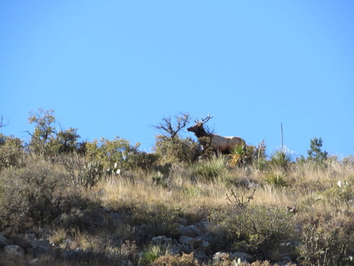 Elk photographed in Texas