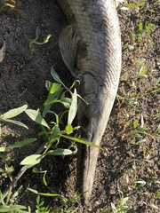 Lepisosteus platostomus