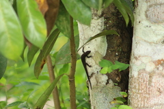 Gonatodes concinnatus