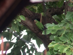 Eupsittula canicularis