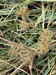 Cyperus esculentus