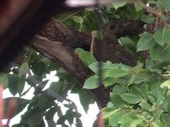 Eupsittula canicularis