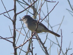 Serpophaga griseicapilla