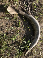 Lepisosteus platostomus