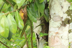 Gonatodes concinnatus