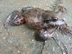 Leptodactylus labyrinthicus